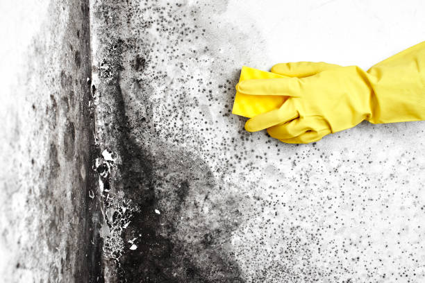 Best Mold Remediation for Healthcare Facilities  in Hazel Crest, IL