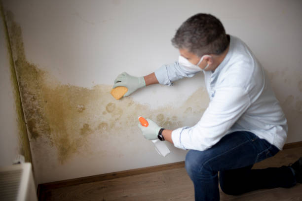 Best Basement Mold Removal  in Hazel Crest, IL