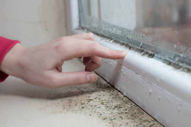 Best Industrial Mold Remediation  in Hazel Crest, IL